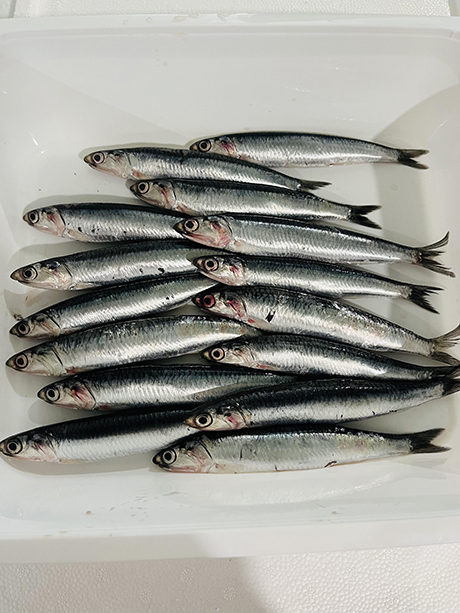 Anchoa | Hermanos Rosso Anchoa | Hermanos Rosso