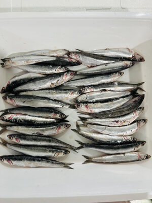 Boquerón | Hermanos Rosso