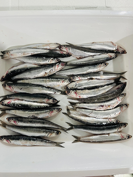 Boquerón | Hermanos Rosso Boquerón | Hermanos Rosso