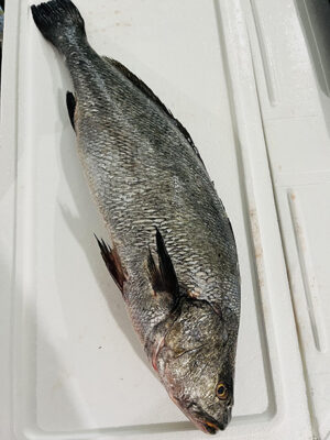 Corvina | Hermanos Rosso