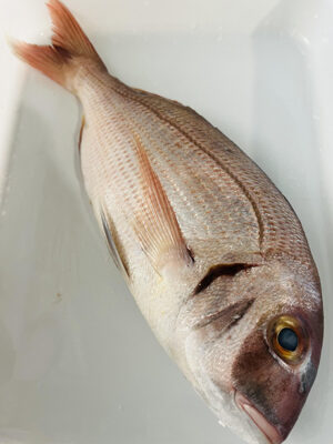 Pargo | Hermanos Rosso